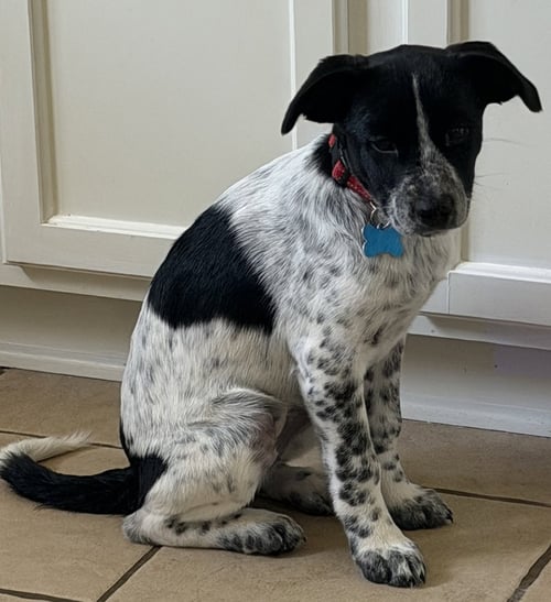BUG - Pointer available for adoption