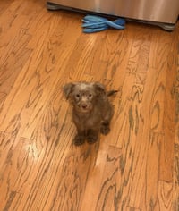 BooBoo - Photo 3