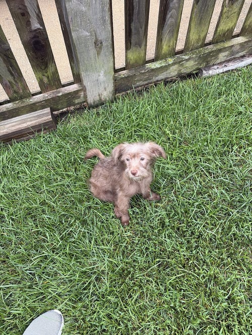 BOOBOO - Shih Tzu / Chihuahua available for adoption