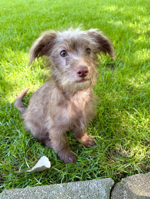 BOOBOO - Shih Tzu / Chihuahua available for adoption