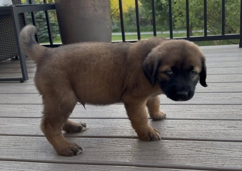 BRIGGS - Retriever / Husky available for adoption