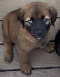 Briggs - Photo 3