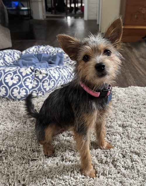 ARIZONA - Terrier available for adoption