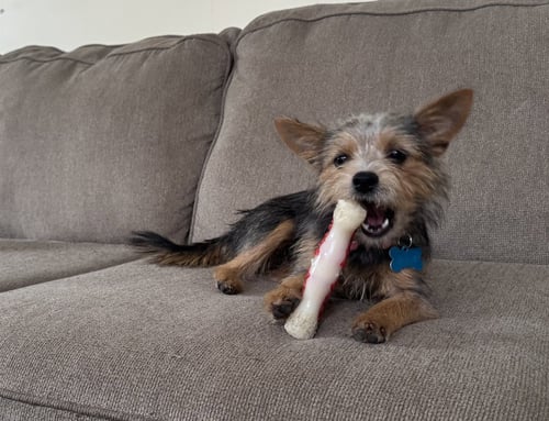 ARIZONA - Terrier available for adoption