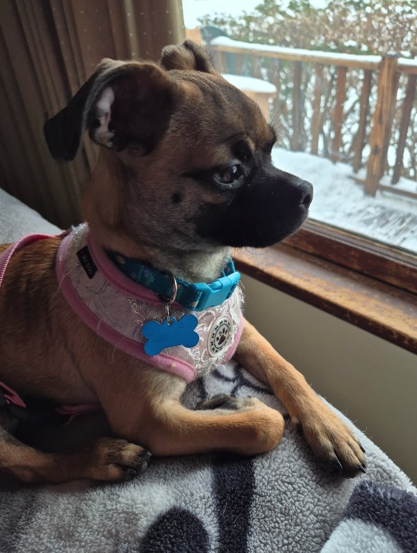 WITTLES - Boxer / Pug available for adoption