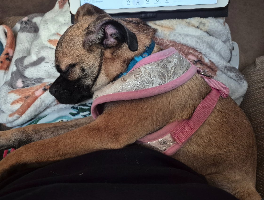 WITTLES - Boxer / Pug available for adoption