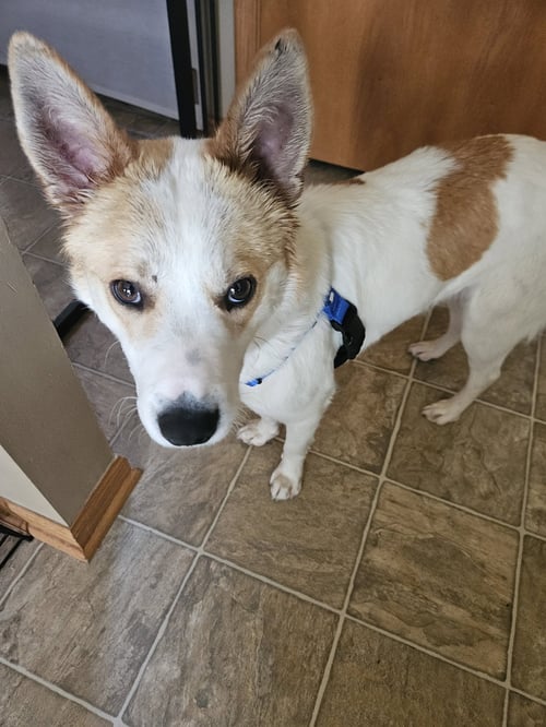 WINSTON - Collie / Terrier available for adoption