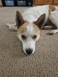 Winston - Photo 2
