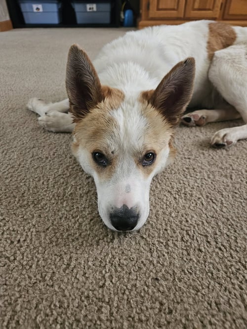 WINSTON - Collie / Terrier available for adoption