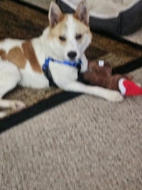 Winston - Photo 3