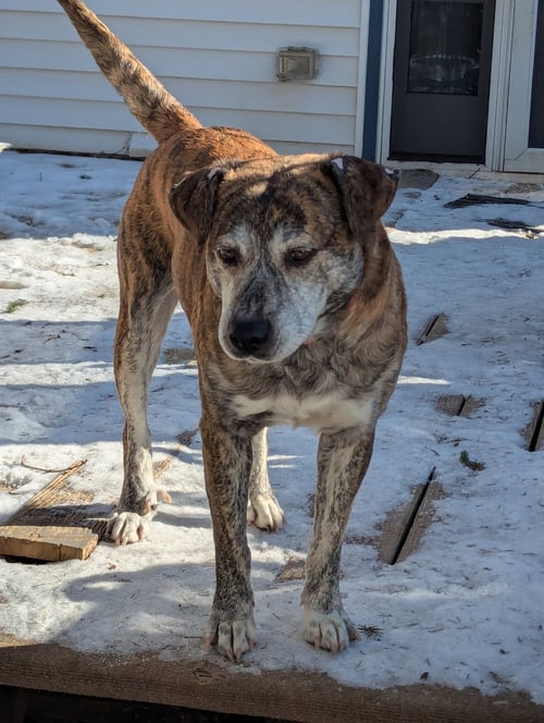 SMOKEY - Mountain Cur available for adoption
