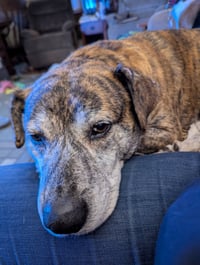 Smokey - Photo 5