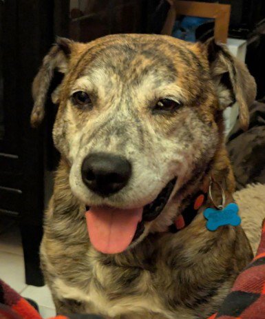 SMOKEY - Mountain Cur available for adoption