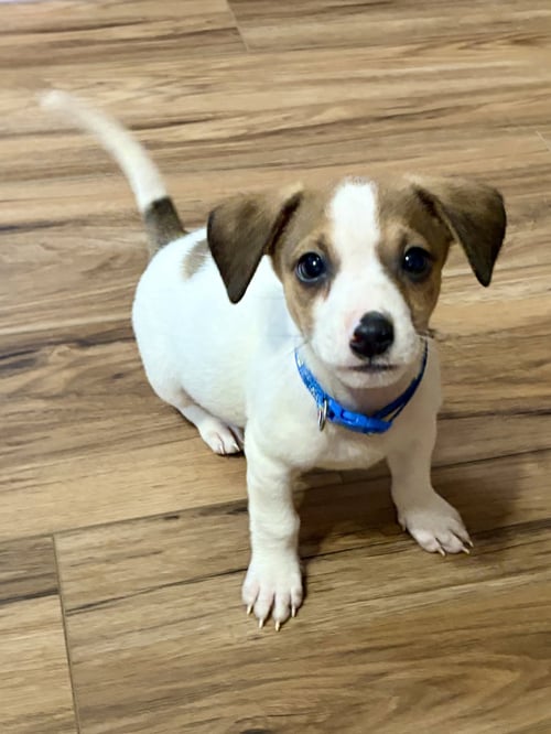 LINUS - Terrier for adoption in Aurora