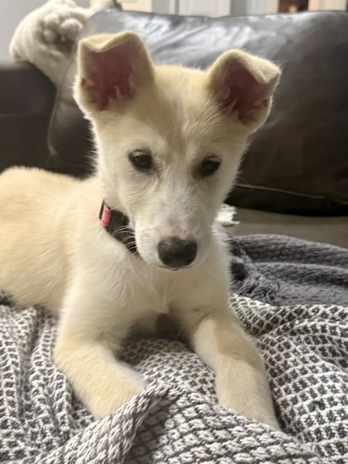 DAISY - Husky for adoption in Aurora