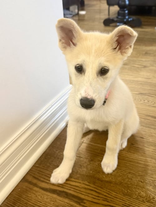 DAISY - Husky available for adoption