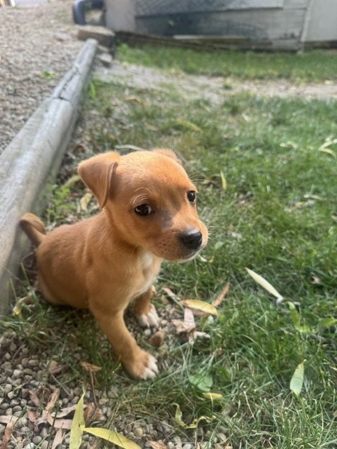 ROCKY BEAR - Chihuahua available for adoption