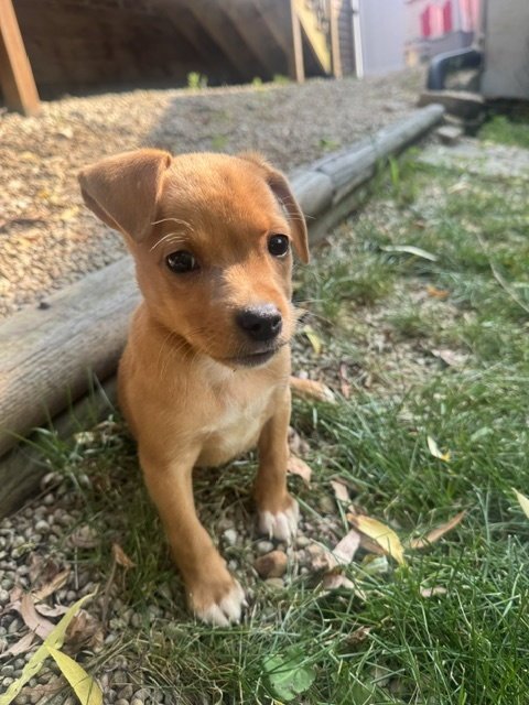 ROCKY BEAR - Chihuahua available for adoption