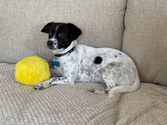 ELLA - Terrier available for adoption