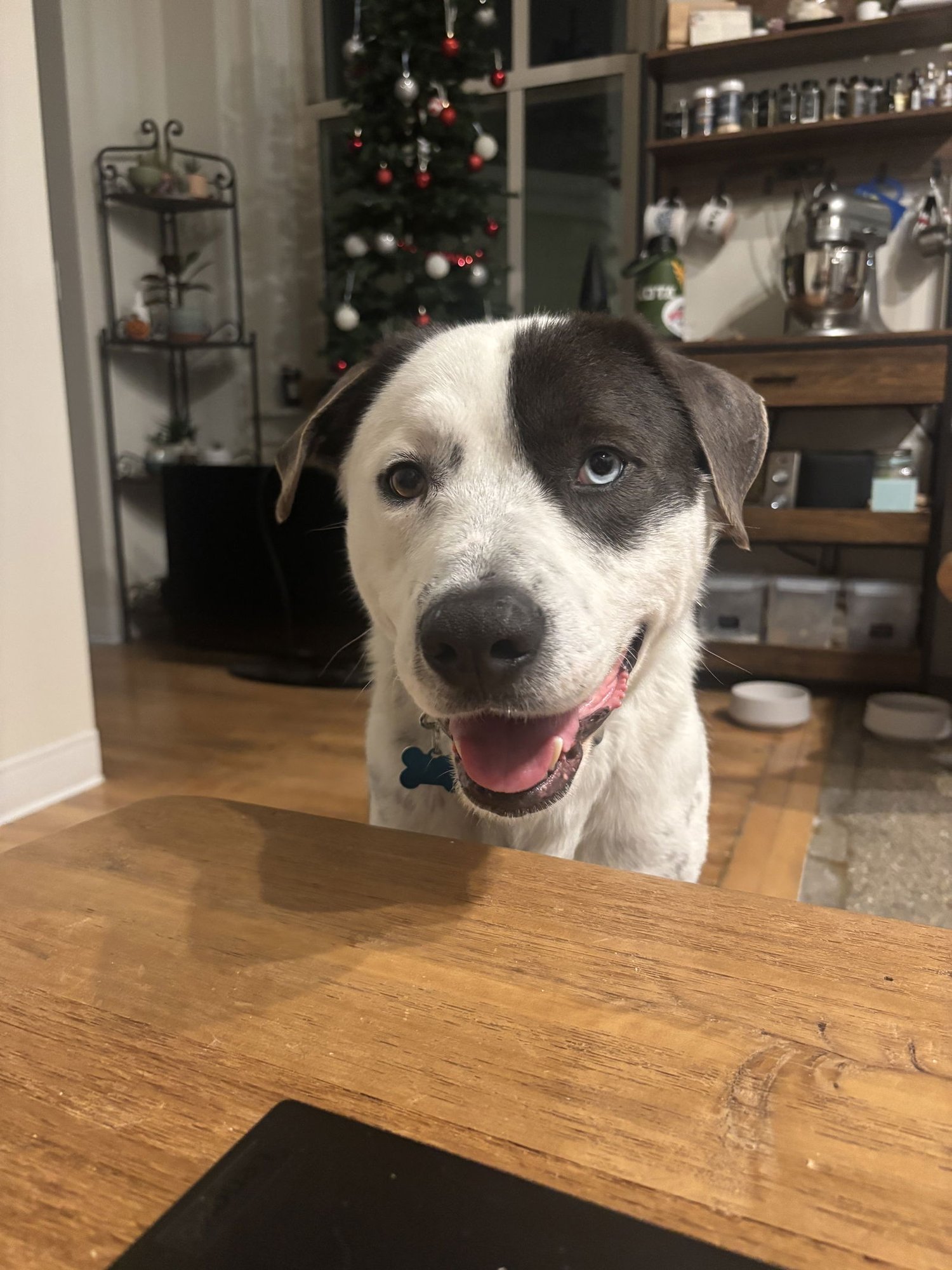 JASPER - Hound for adoption in Aurora