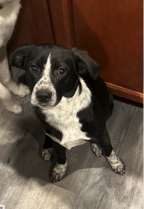 DEAN - Pointer / Hound available for adoption