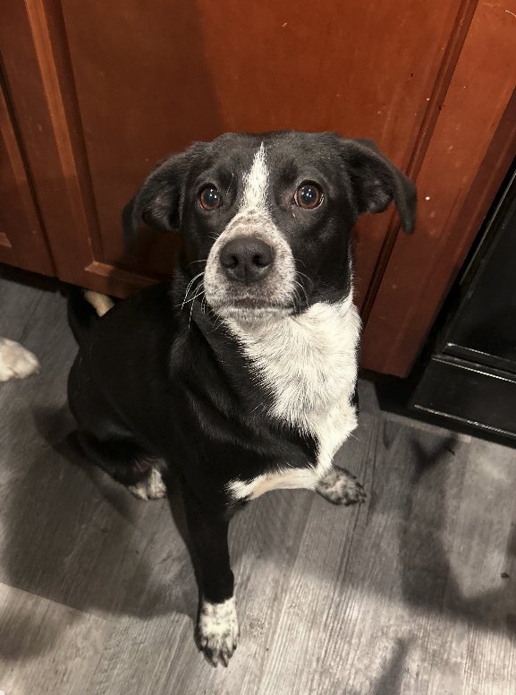 DEAN - Pointer / Hound available for adoption