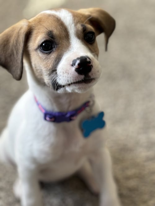 MAGNOLIA - Terrier for adoption in Aurora