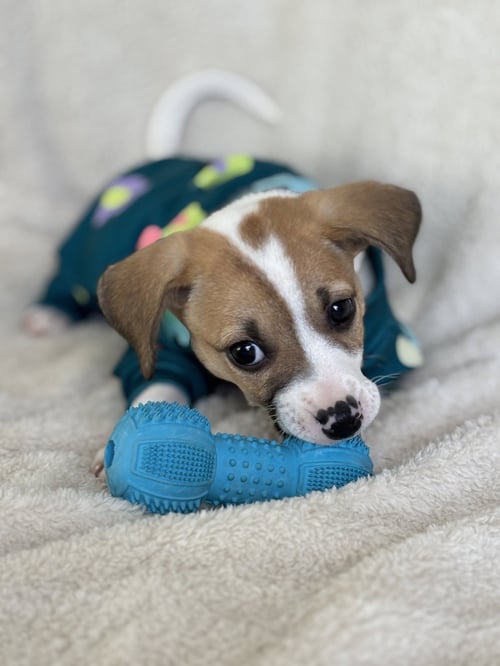 MAGNOLIA - Terrier available for adoption
