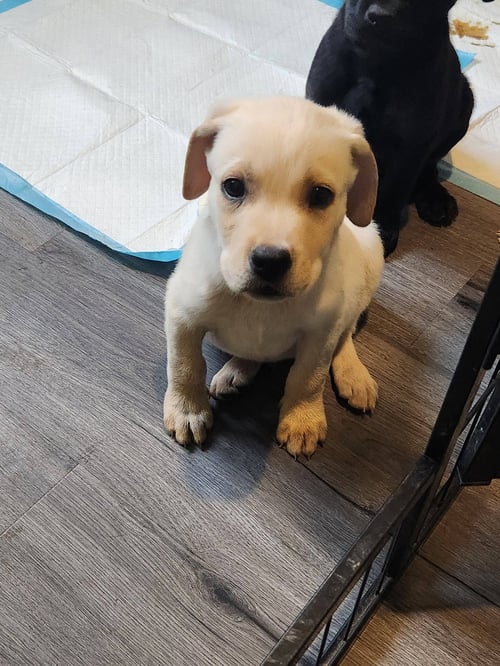 TITO - Labrador Retriever for adoption in Aurora