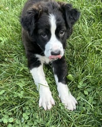 Holly - Photo 2