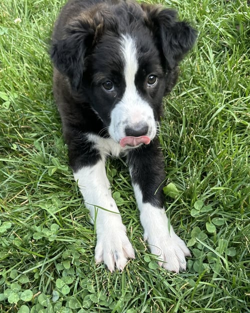 HOLLY - Border Collie available for adoption