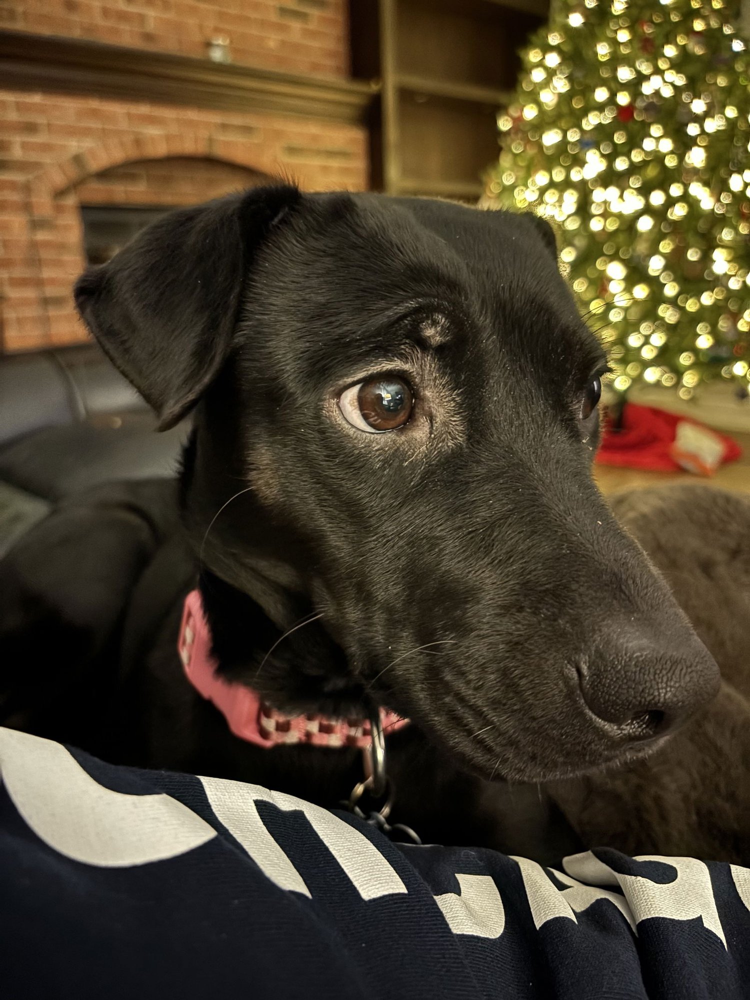 LUNA - Labrador Retriever available for adoption