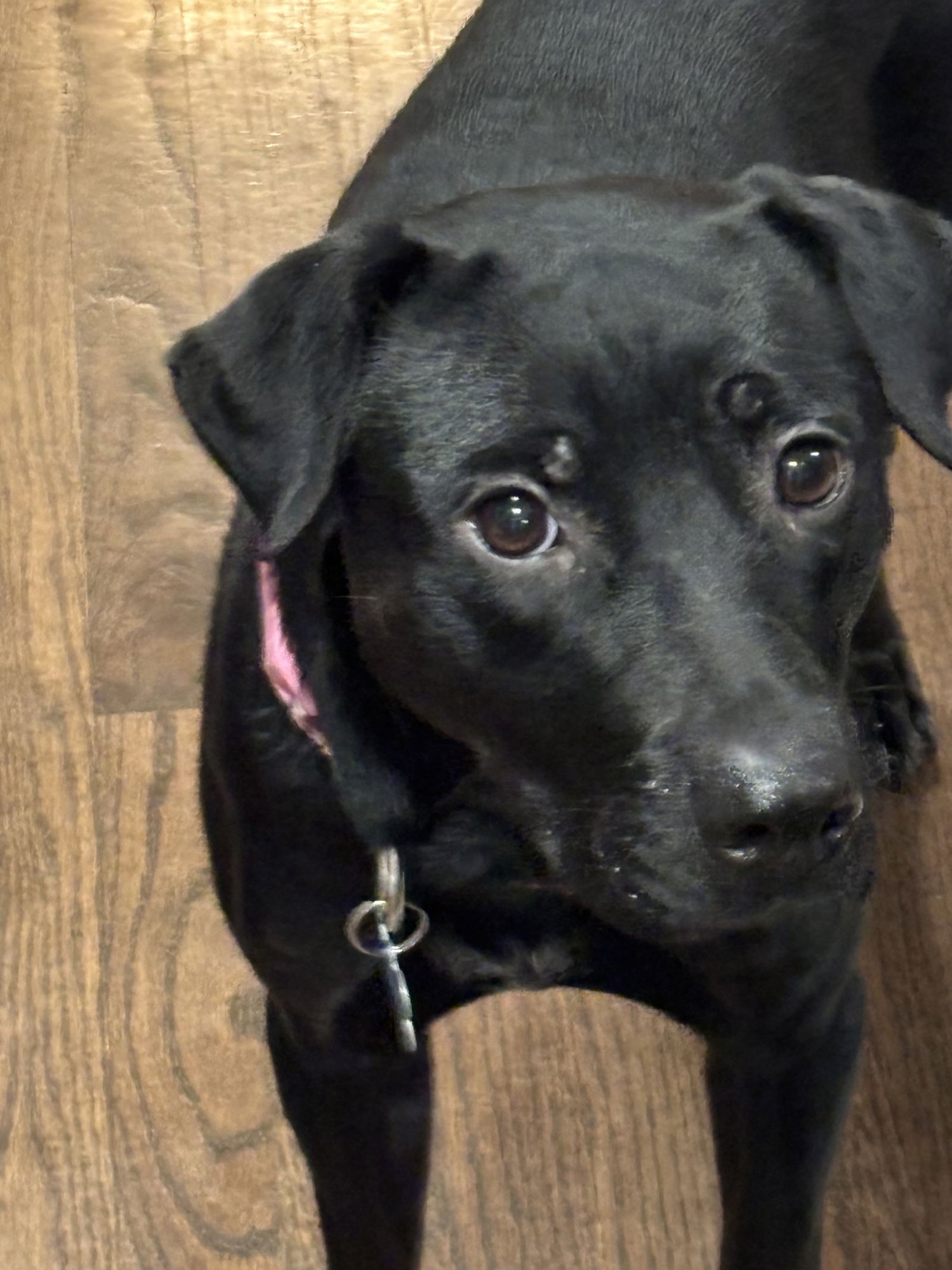 LUNA - Labrador Retriever available for adoption