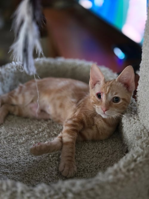 SUNBEAM - Domestic Short Hair available for adoption