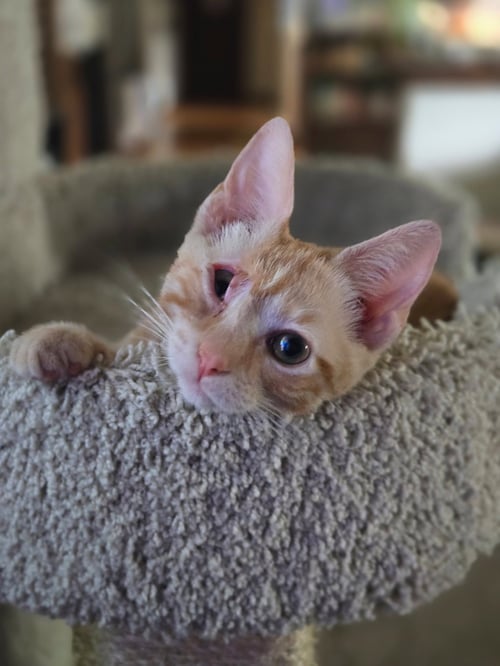 SUNBEAM - Domestic Short Hair available for adoption
