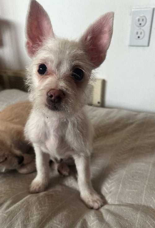 COOKIE - Terrier available for adoption