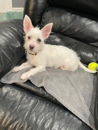 Cookie - Photo 5