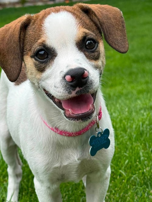 DELLIE - Terrier / Beagle available for adoption