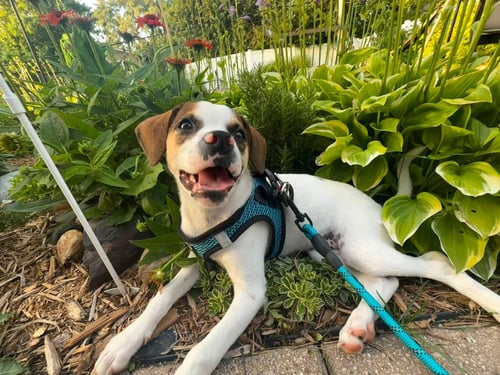 DELLIE - Terrier / Beagle available for adoption