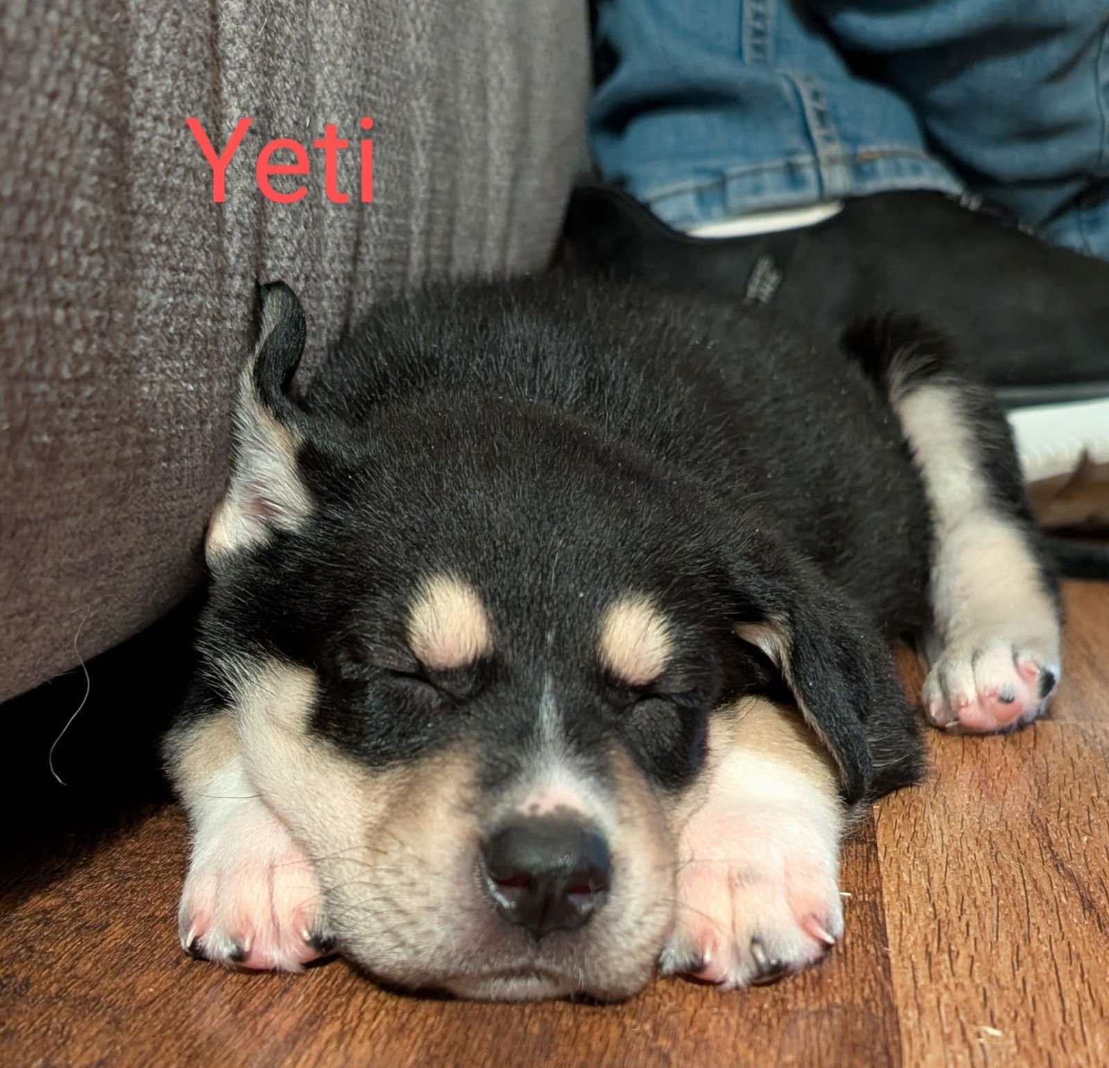 YETI - Husky for adoption in Aurora