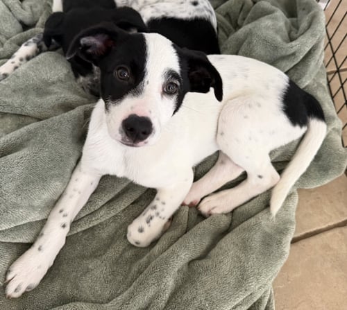 CHAPPY - Pointer / Labrador Retriever available for adoption