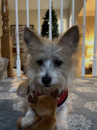 Oliver - Photo 2