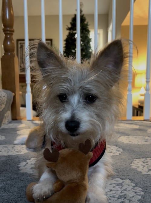 OLIVER - Wirehaired Fox Terrier available for adoption