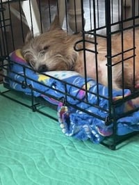 Oliver - Photo 4