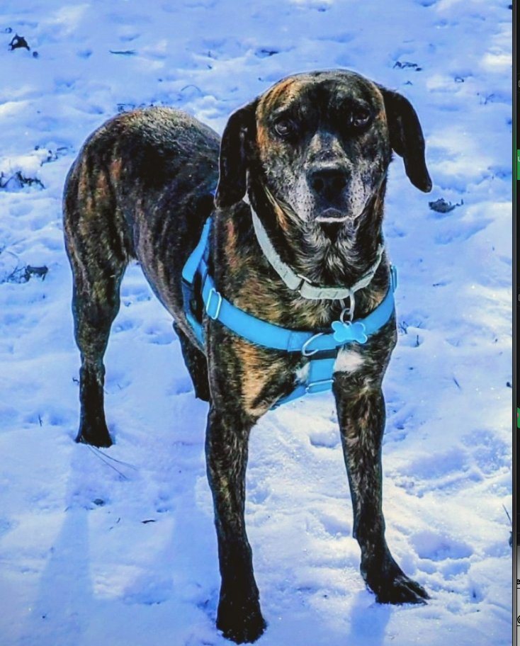 BOB - Mountain Cur available for adoption