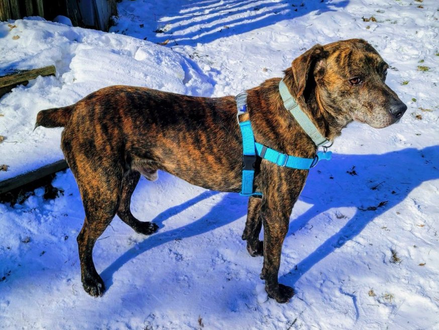 BOB - Mountain Cur available for adoption