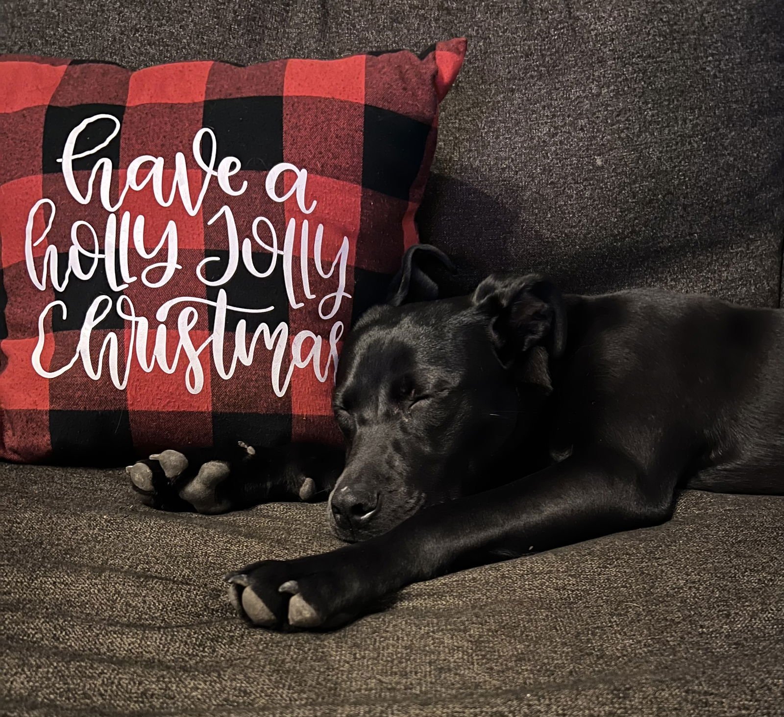 ROXIE - Labrador Retriever available for adoption