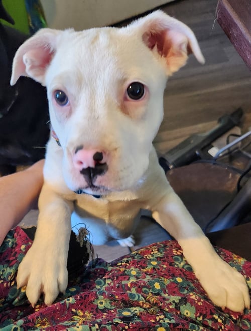 FAITH - Pit Bull Terrier for adoption in Aurora