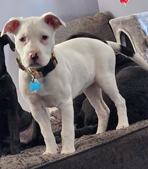 FAITH - Pit Bull Terrier available for adoption