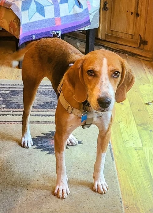 CLIFFORD - Hound available for adoption